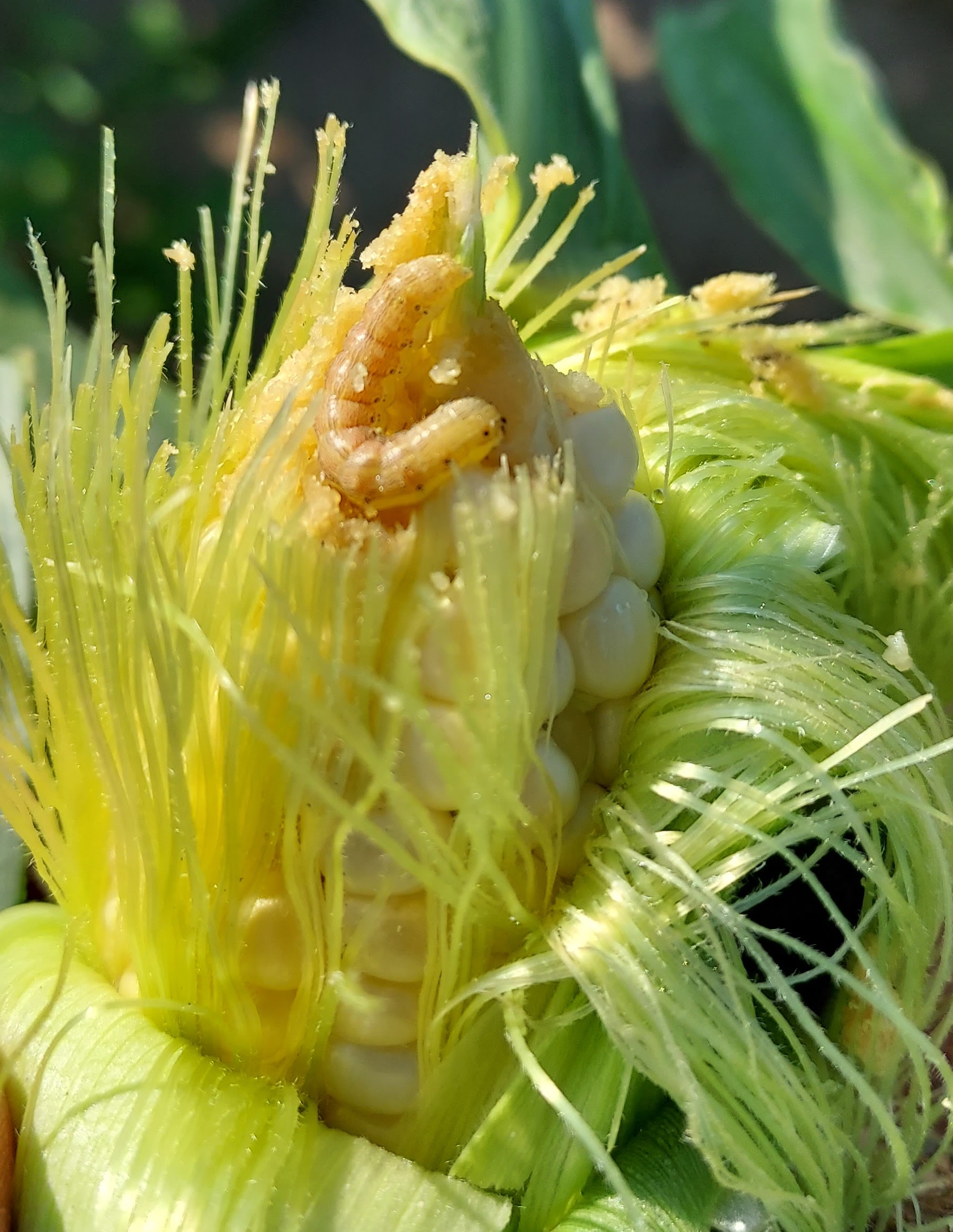 A corn earworm on top of an ear of corn.